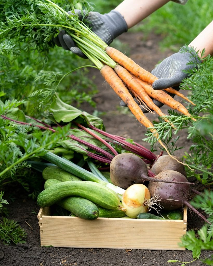 Fresh farm vegetables, gardening, farm, vegetable garden, organic products, beets, cucumbers