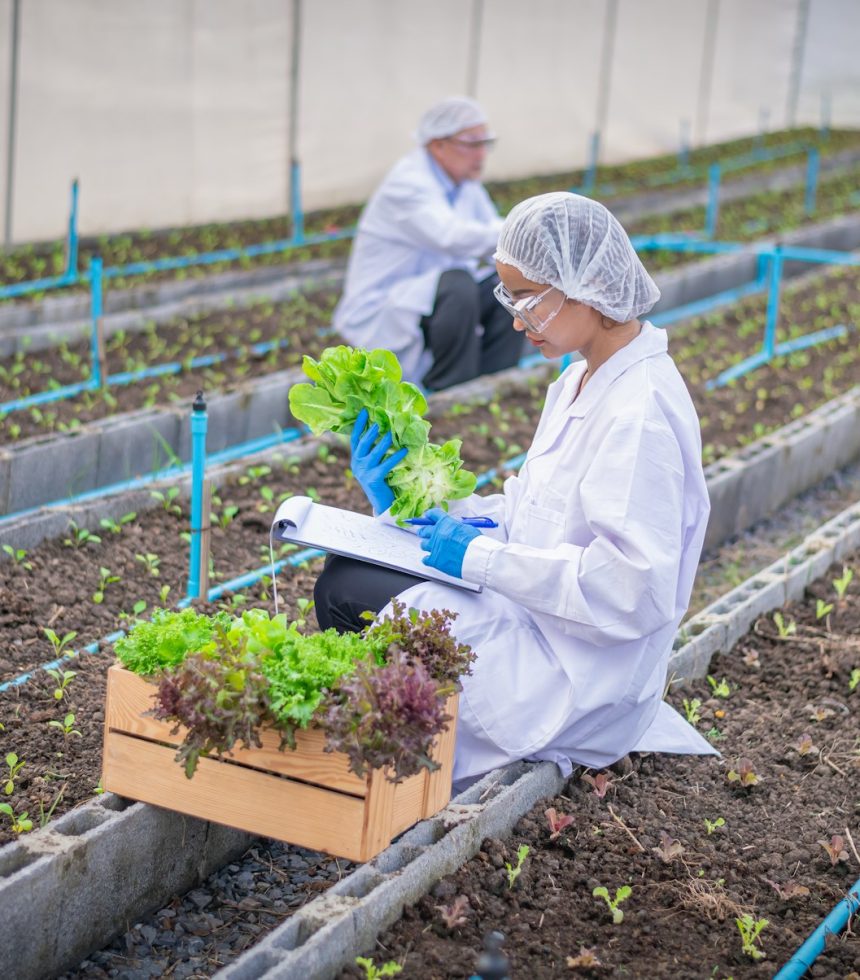 Researcher agriculture scientist working to organic vegetable plant in greenhouse ,development of sm Researcher agriculture scientist working to organic vegetable plant in greenhouse ,development of sm